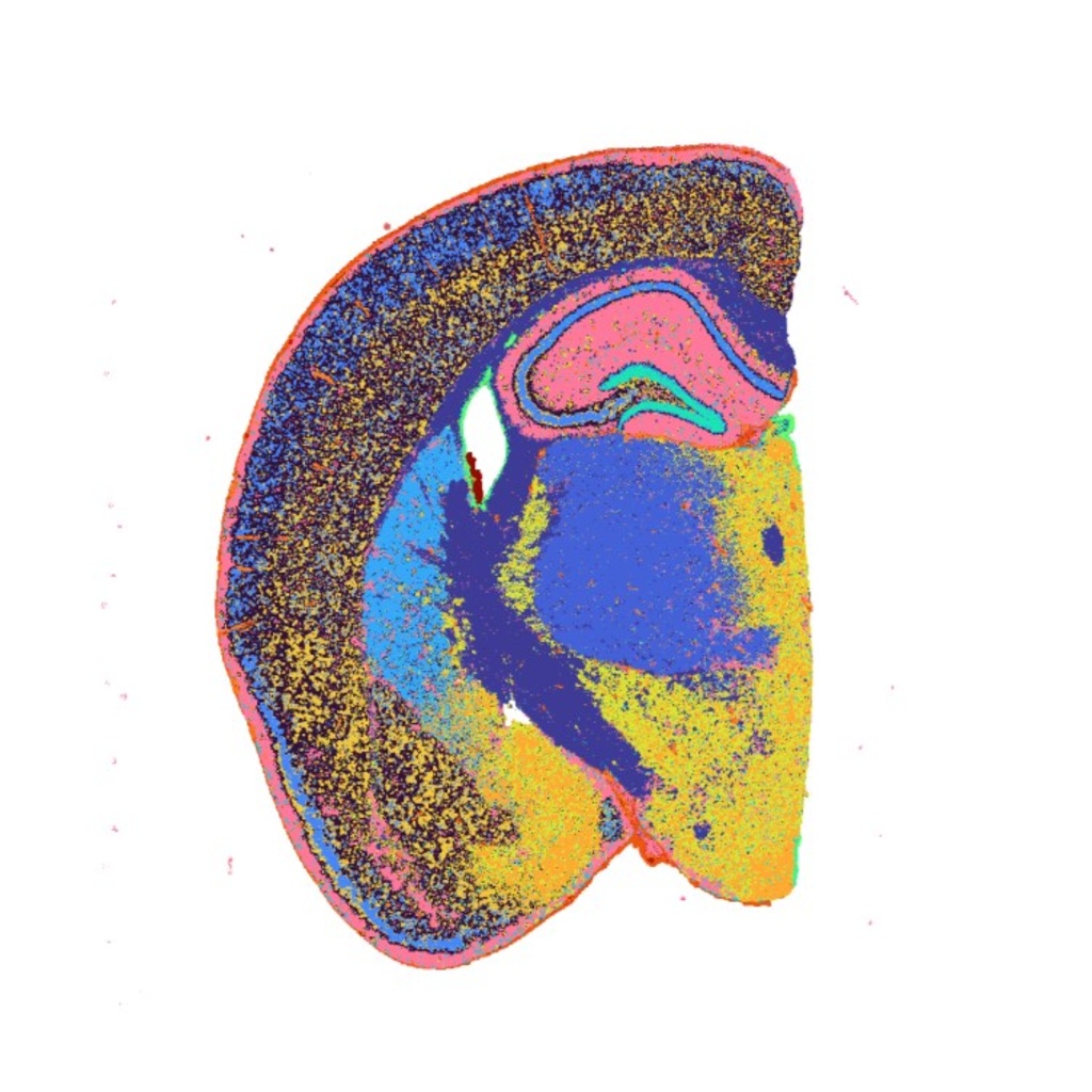Visium  Mouse Brain